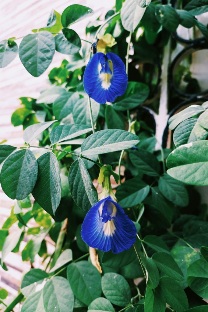 Butterfly Pea Flower Infused Syrup