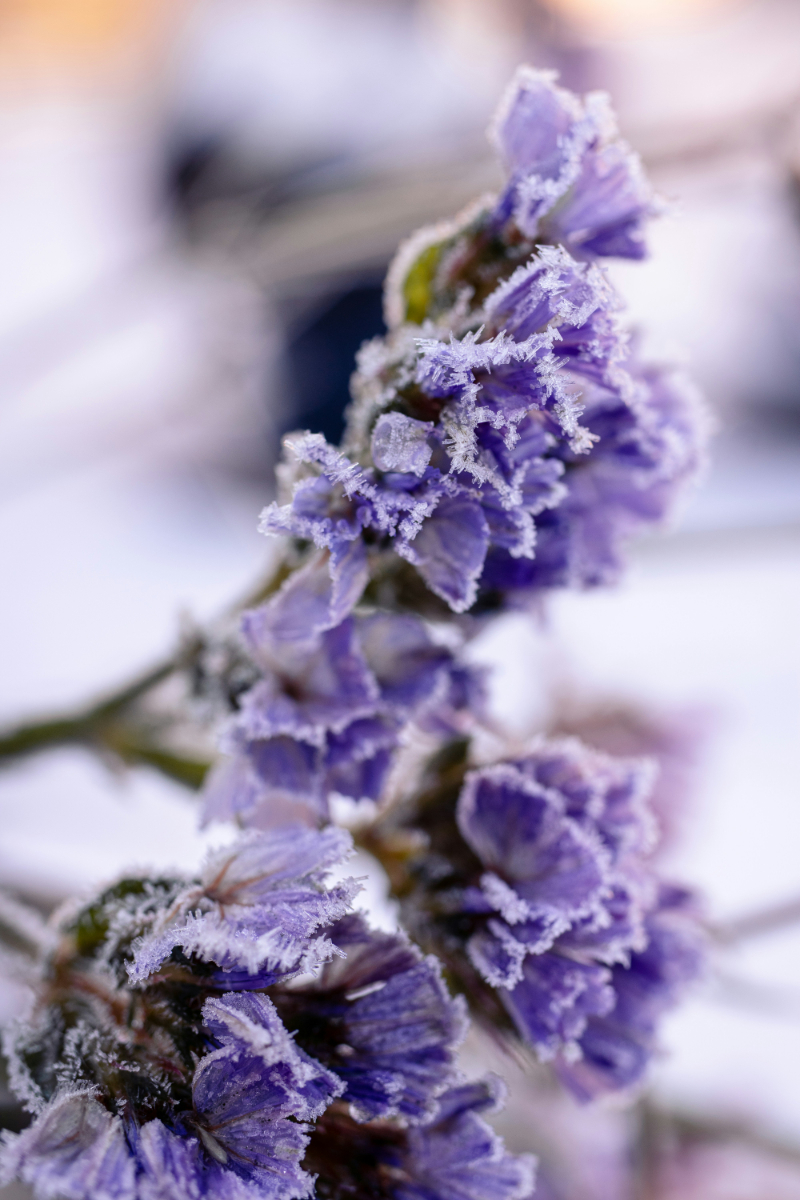 Care for Lavender in Winter