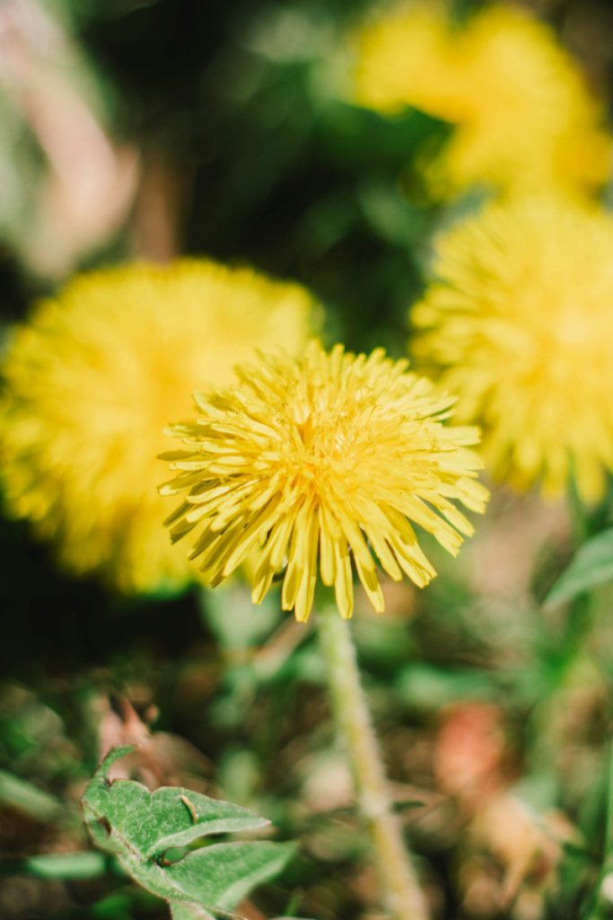 Dandelion Infused Honey Recipe