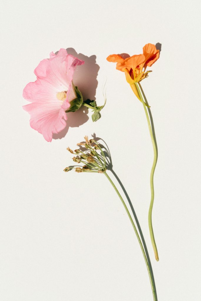 Drying Flower Petals for Confetti