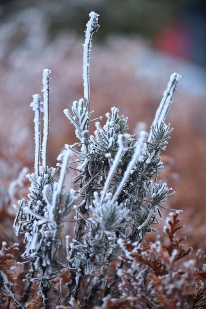 How to Care for Lavender in Winter