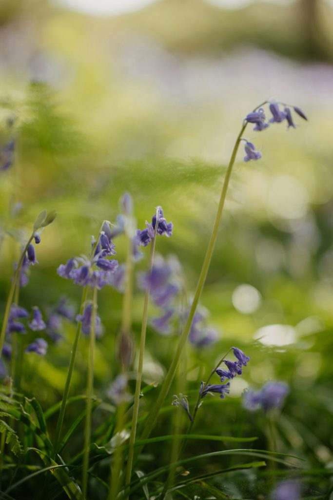 How to Save a Dying Lavender Plant
