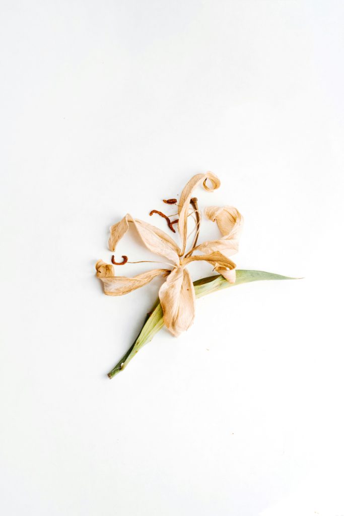 Pressed Flower Bookmarks