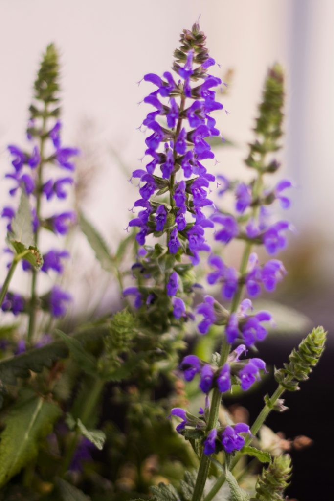 Save a Dying Lavender Plant