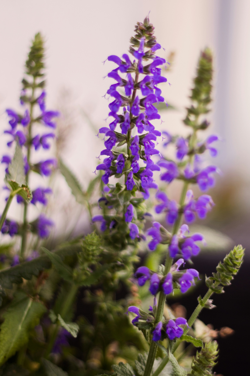 Save a Dying Lavender Plant